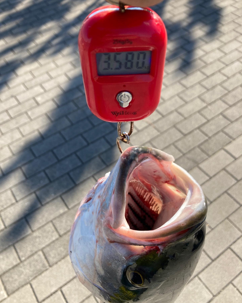 急変激渋。。メジロ74cm。。。