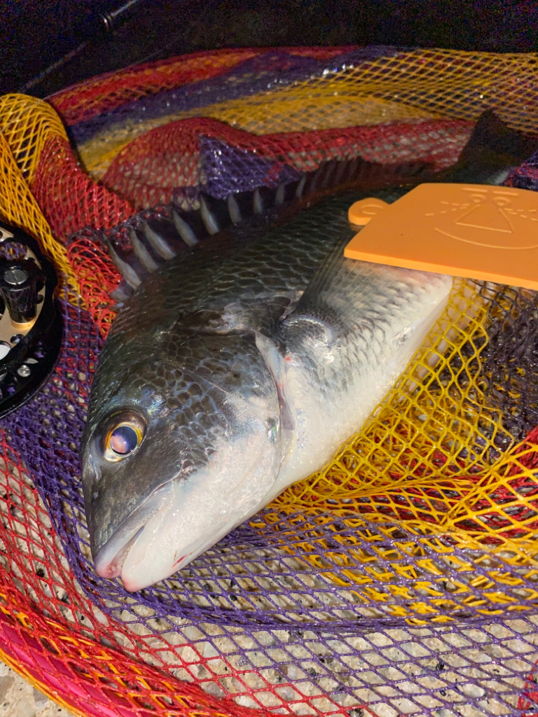 ヘチってきました