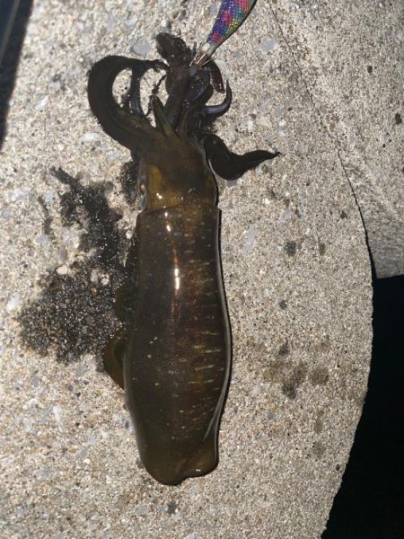 続・天草秋のイカ祭り