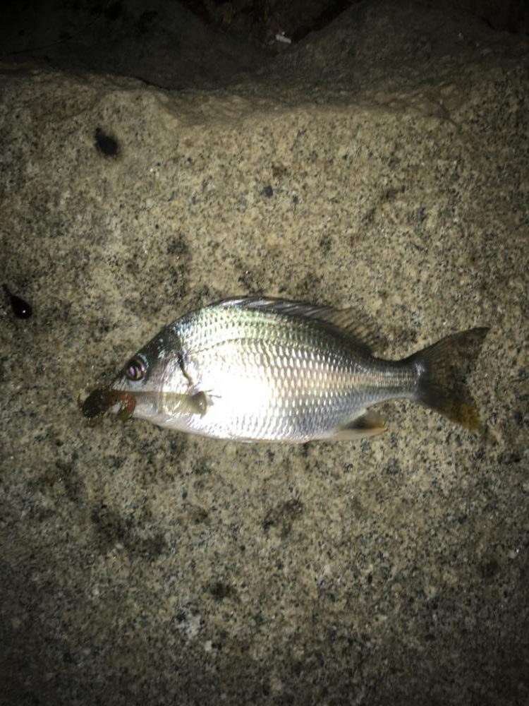 寄り道フィシング