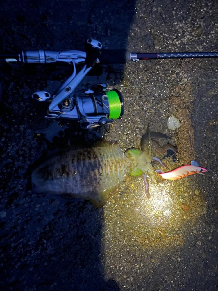 秋イカラッシュ!