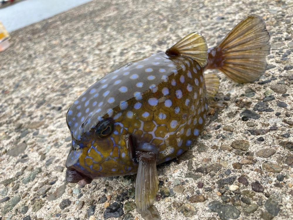 やった！カワハギ釣れた(^^)v