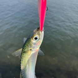 チヌトップのはずが…