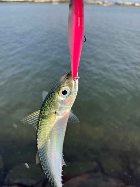 チヌトップのはずが…