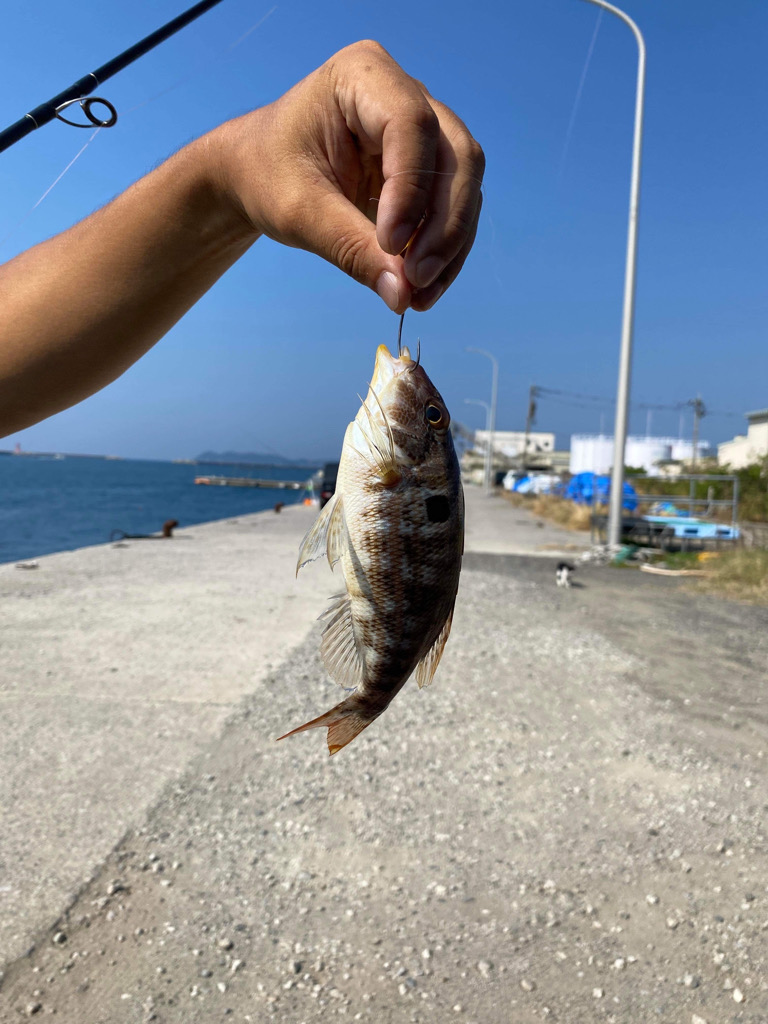 天草秋の根魚祭り