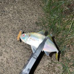 開幕秋アジング