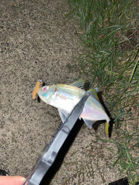 開幕秋アジング