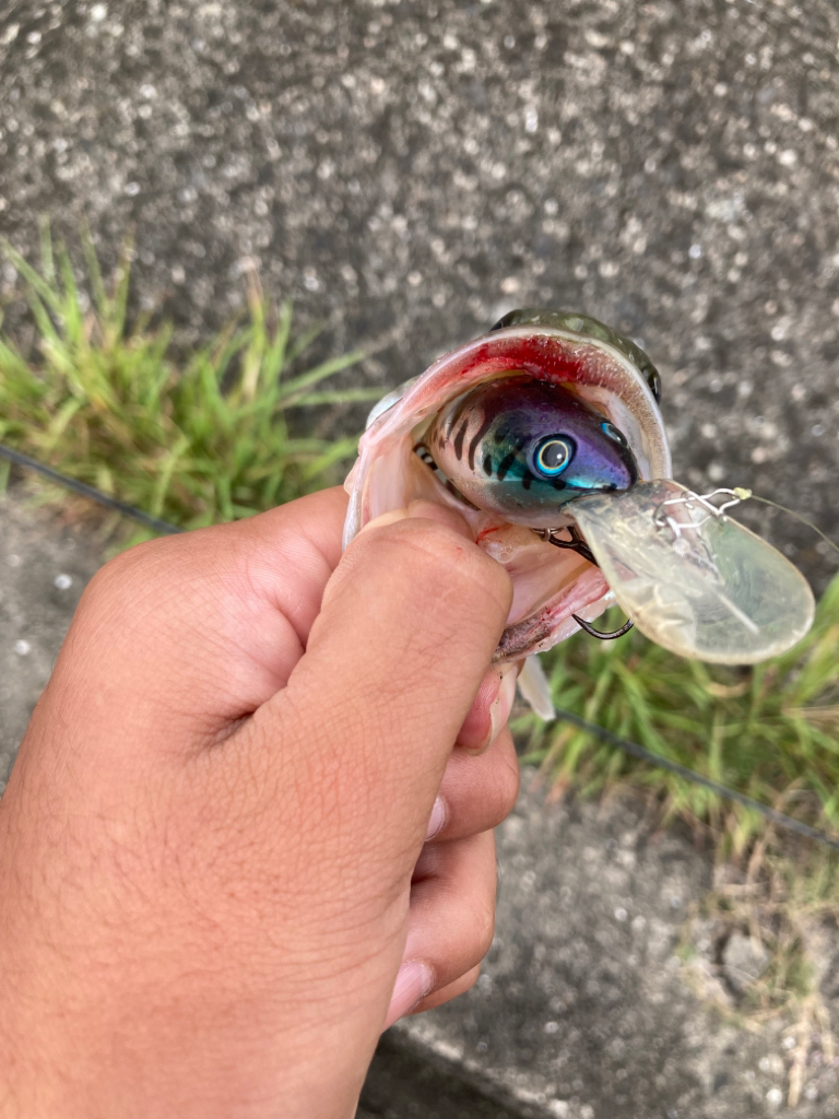 津風呂湖ブラックバス釣り