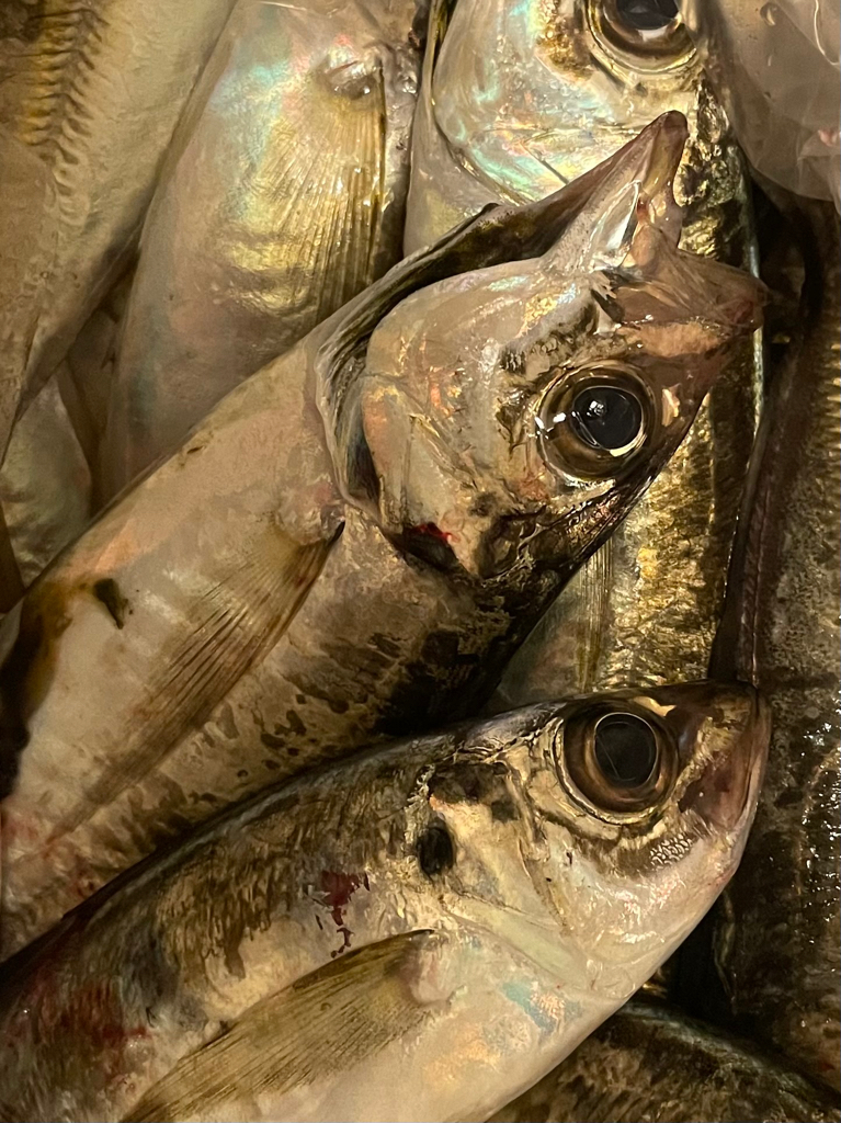 マルイカ竿にて