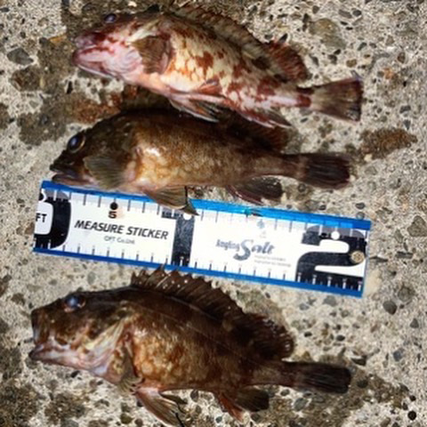 苦潮それとも・・・