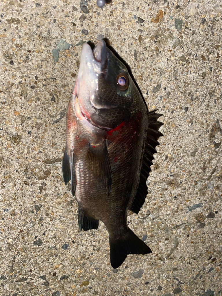 ヘチってきました