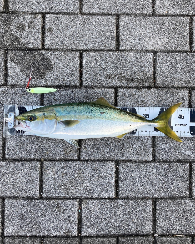 湾奥青物廻戦。サゴシ&ハマチ。。