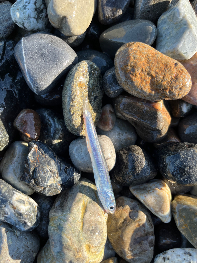 久しぶりのショアジギ