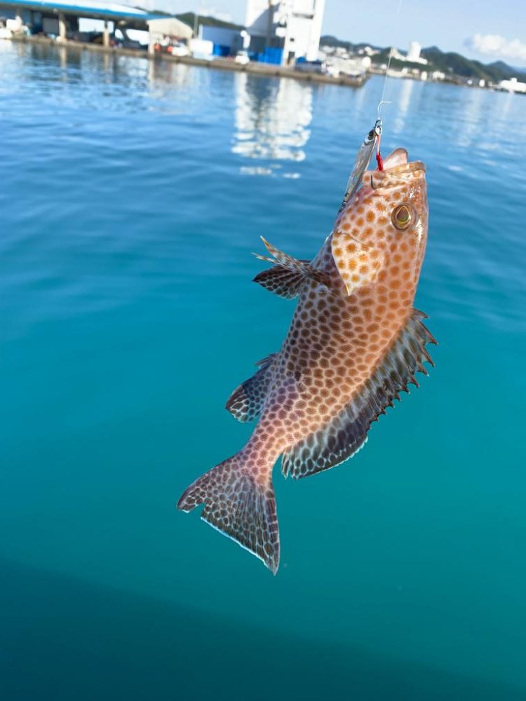 ダイソー最高!!