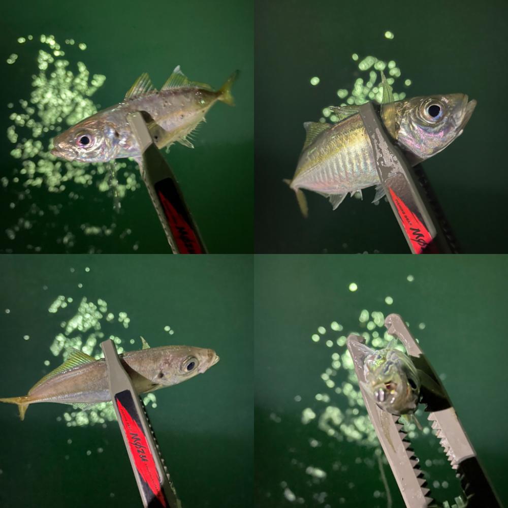 関門アジング10.17