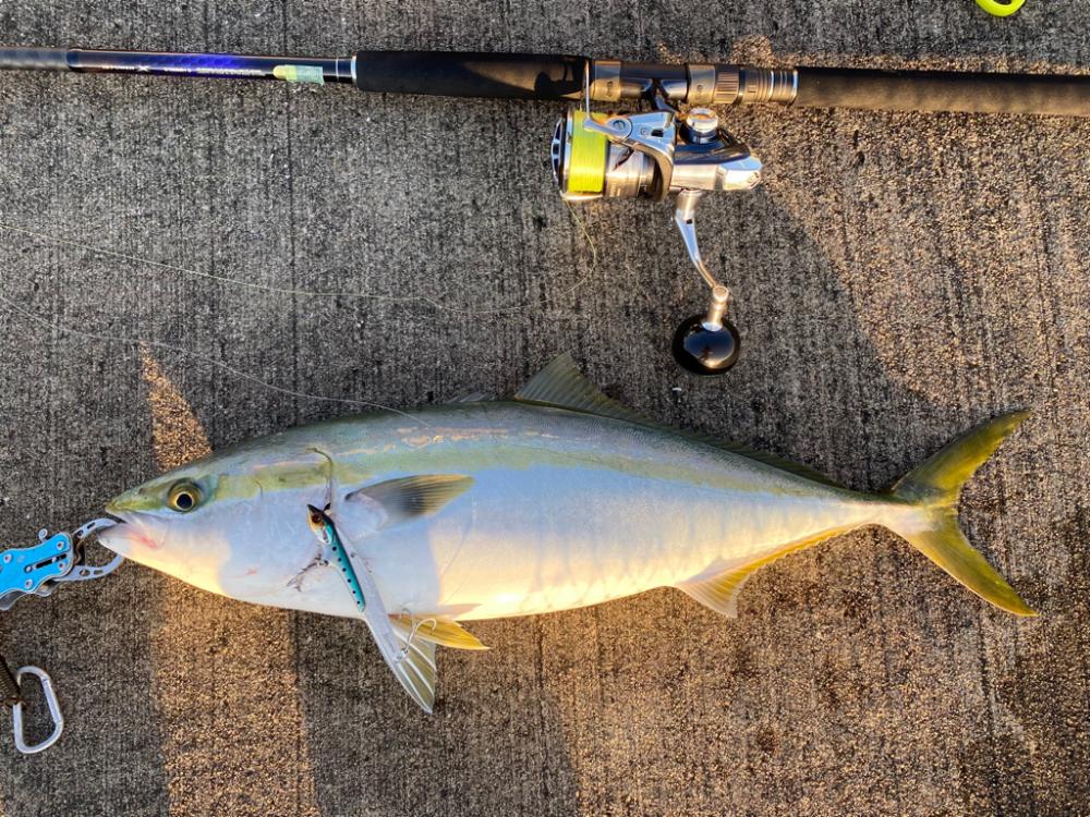 大阪湾奥LSJ メジロ回遊