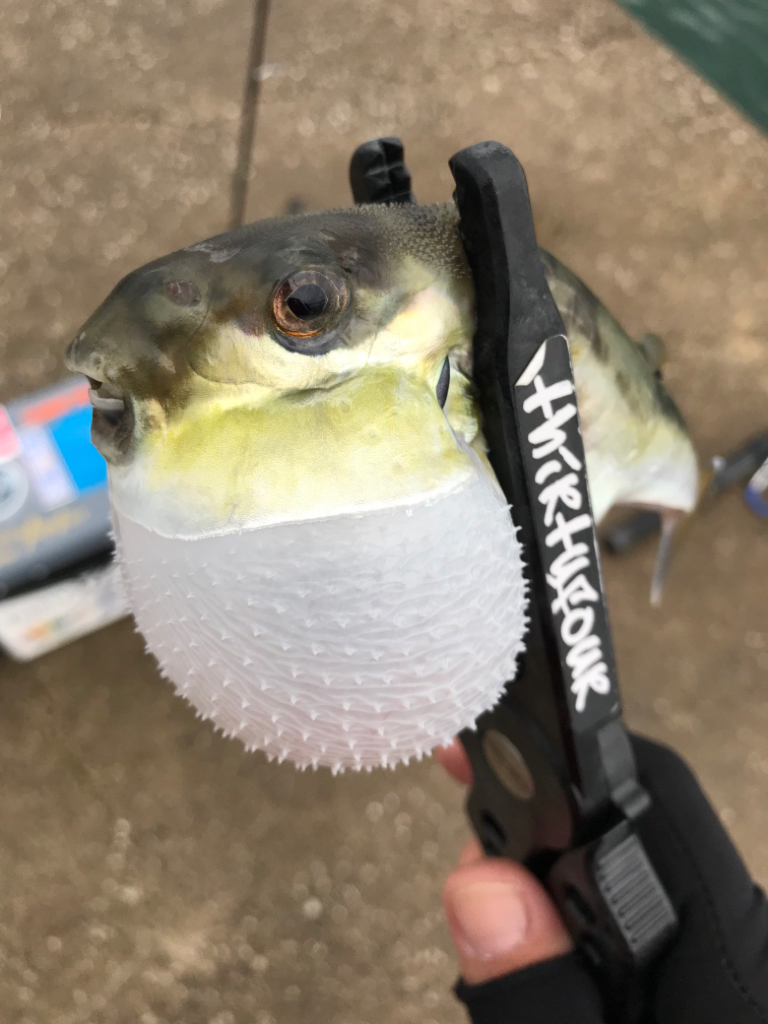 久しぶりの良型😆