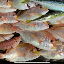 久しぶりのボート釣行！