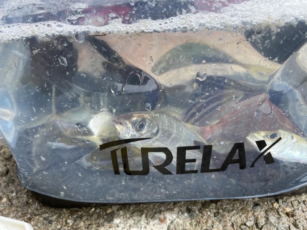 田ノ浦漁港で五目