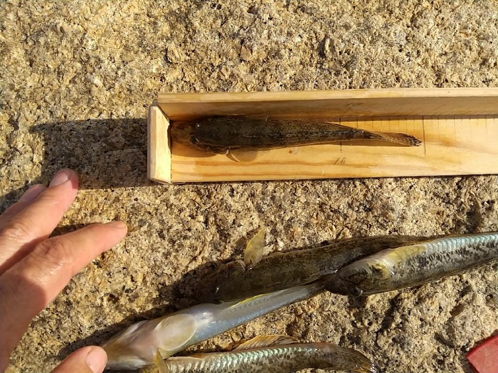 淀川ハゼ～穴釣り開幕戦