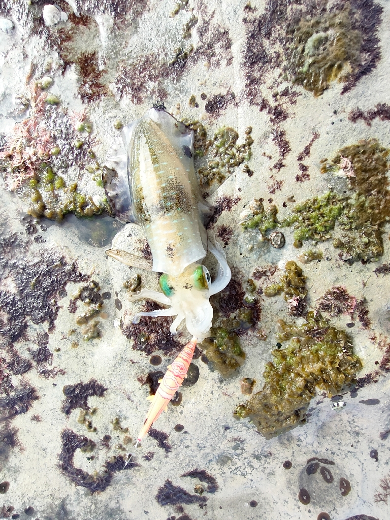浜田の地磯釣行一日目！
