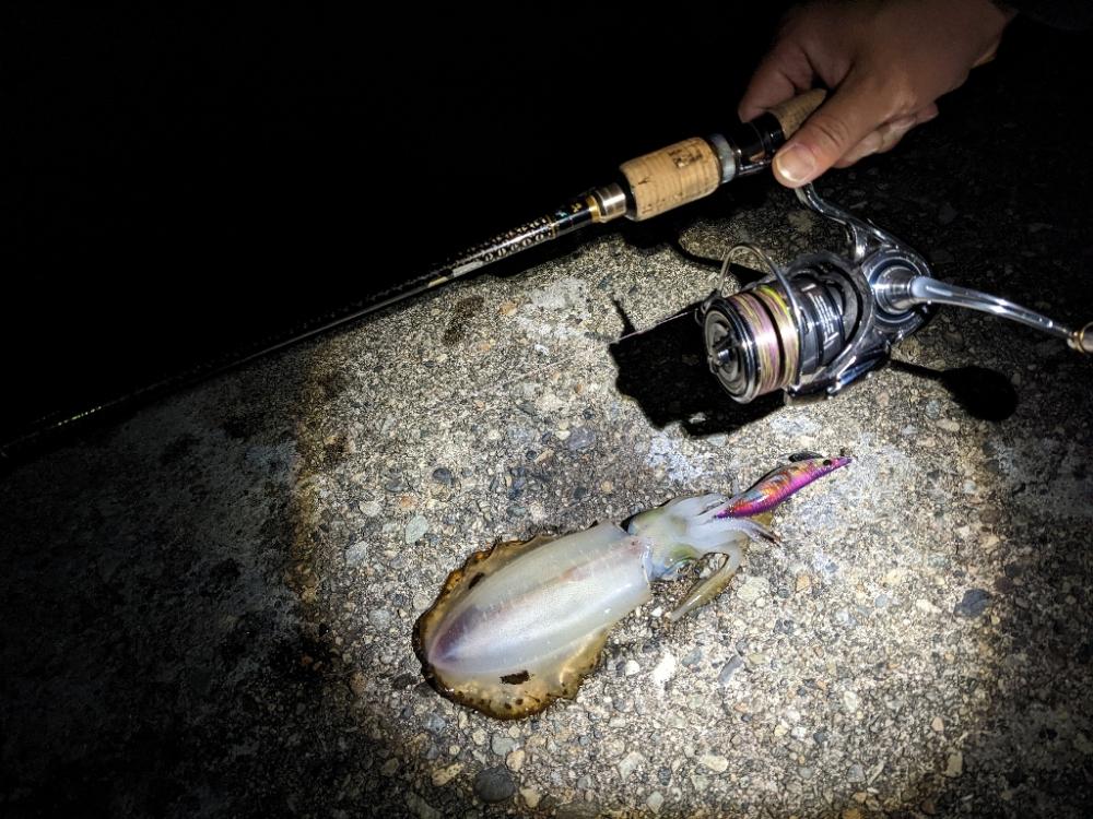 アオリ17杯、数出にくくなりました(・x・*)