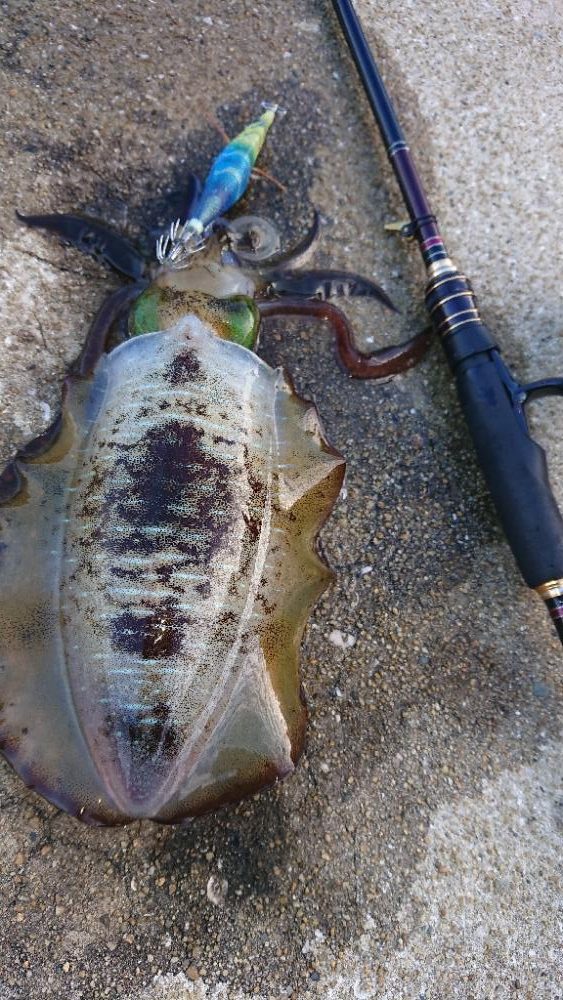 対馬エギング釣果