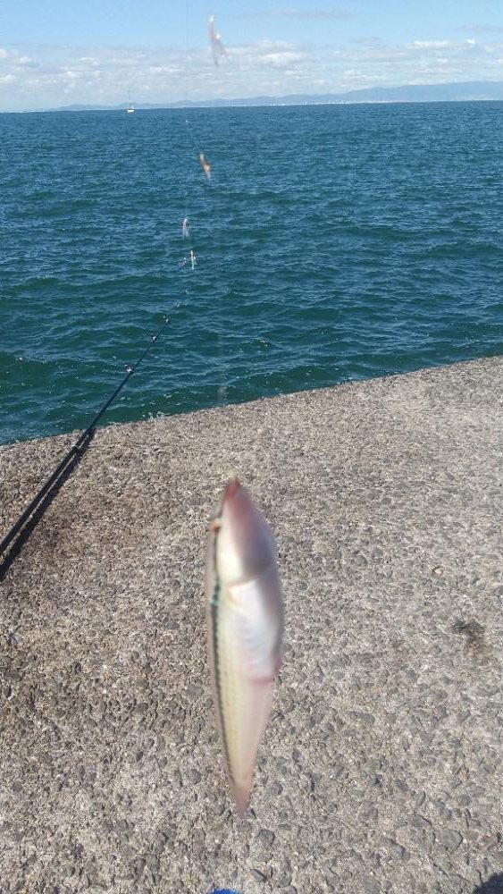 チャリコ、チャリコ、バリ…