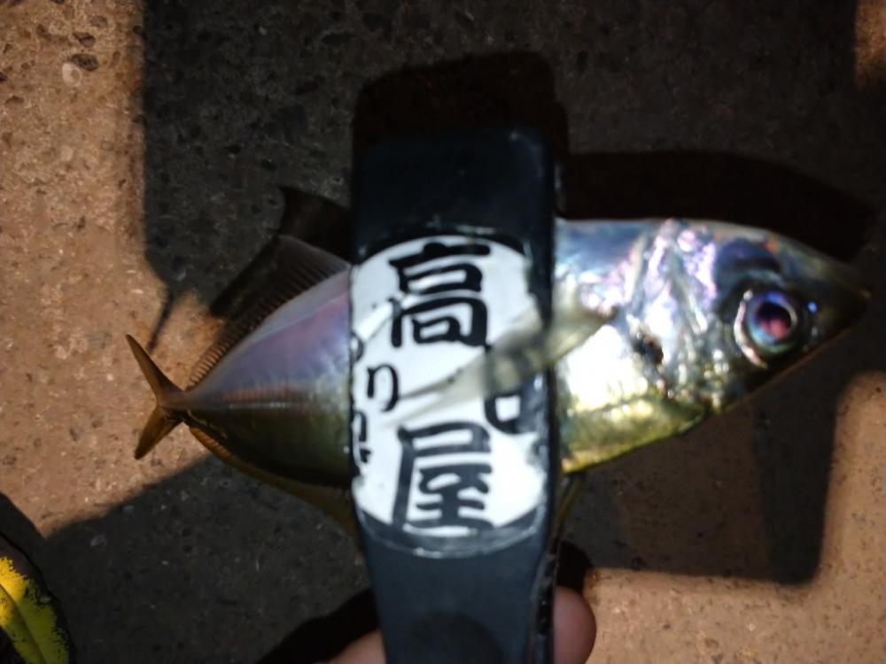 今夜も姫路でアジング調査