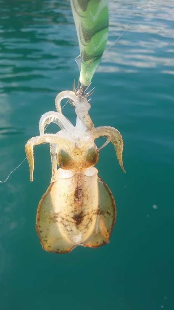 ボートエギング