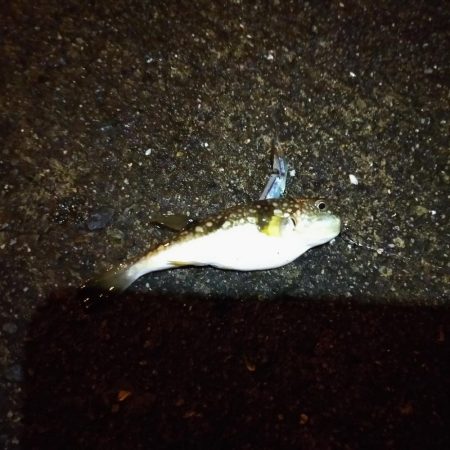 久々に短時間夜釣り