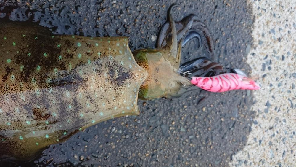 対馬エギング釣果