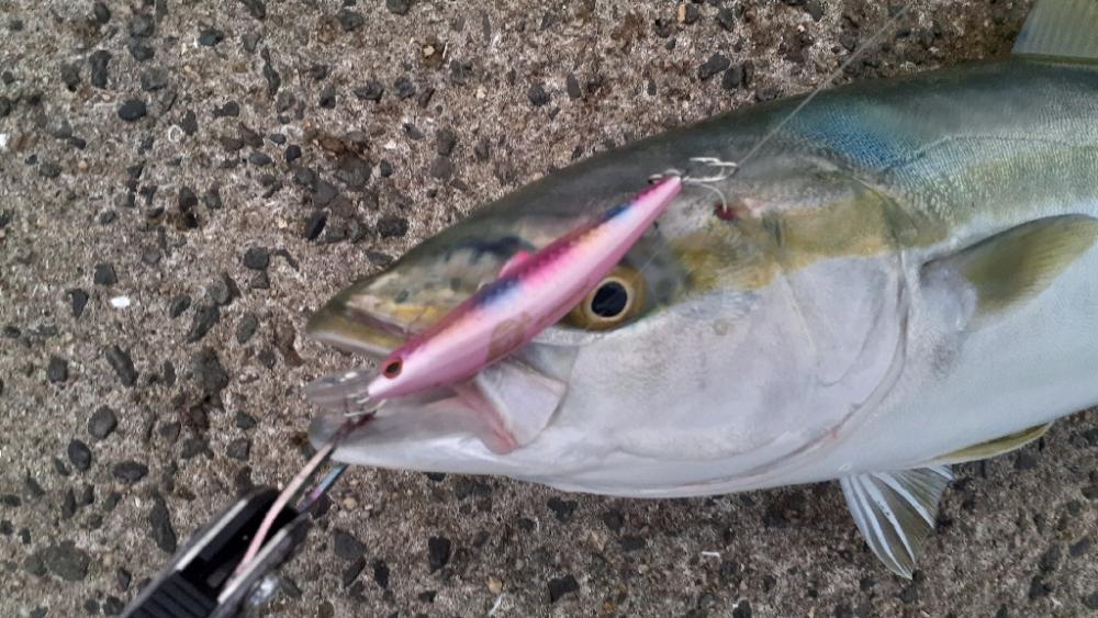 朝イチはメジロがふえてます!