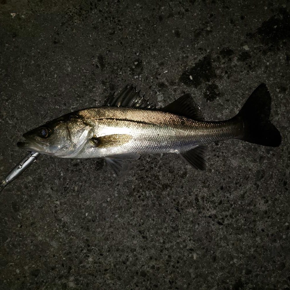 おはようスズキさん!