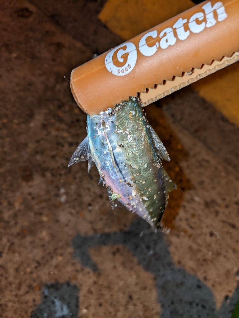 エステルラインの洗礼…