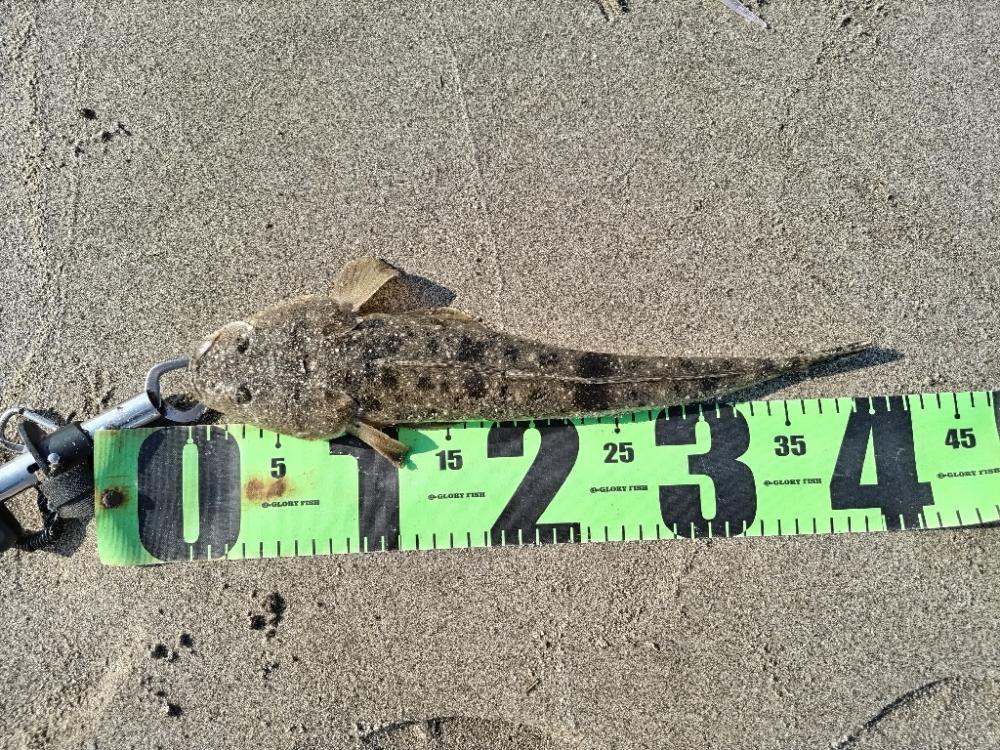 マゴチが釣れました!