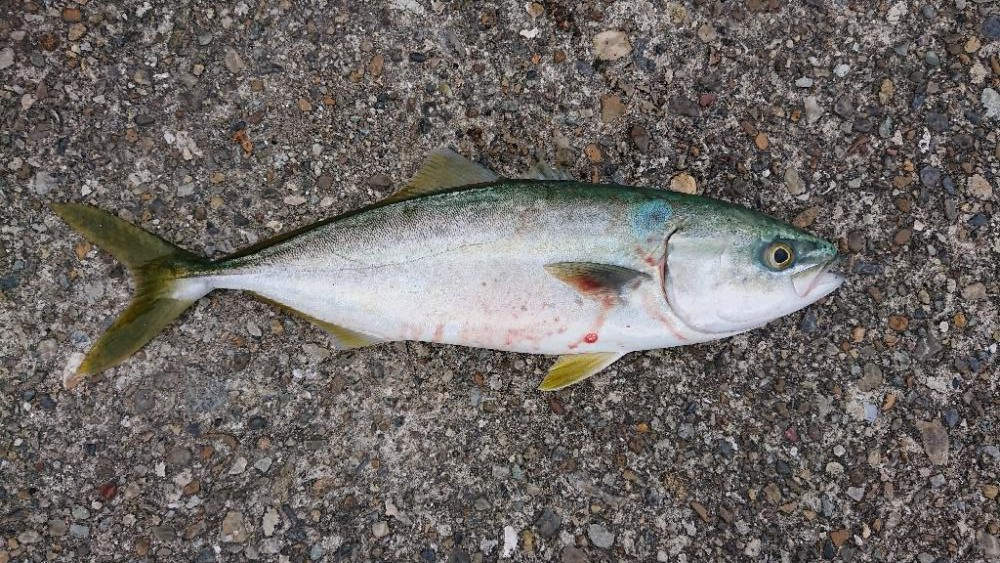 2022播磨遠征初回