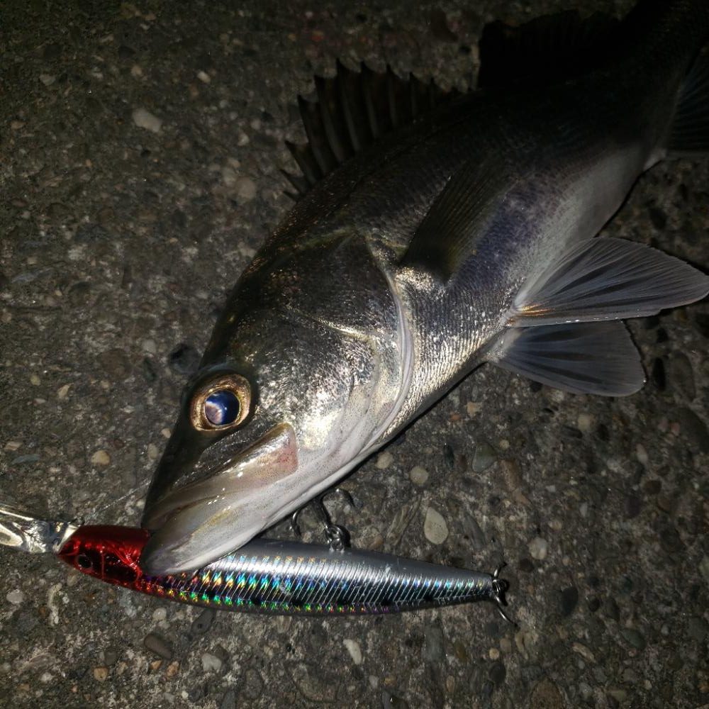 おはようスズキさん！