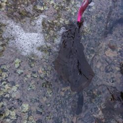 対馬エギング釣果