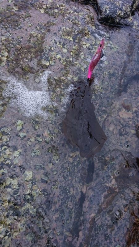 対馬エギング釣果