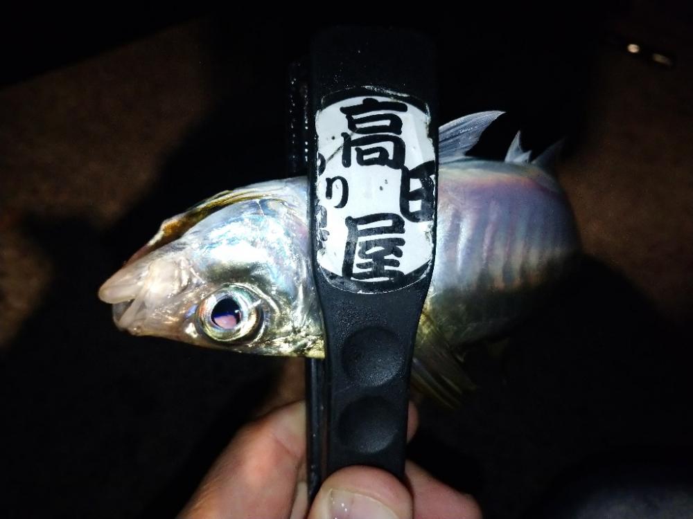 淡路で尺チャレンジ