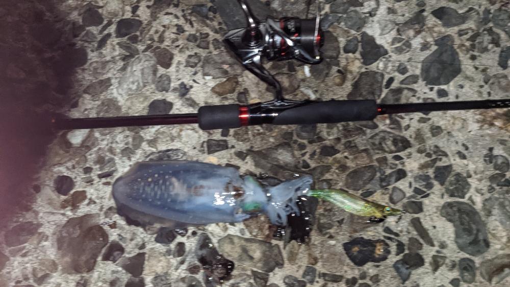 ヤエン修行で初ヤエンアオリゲット