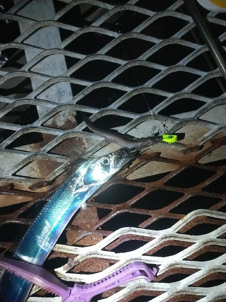 タチウオとアジ狙いで☆