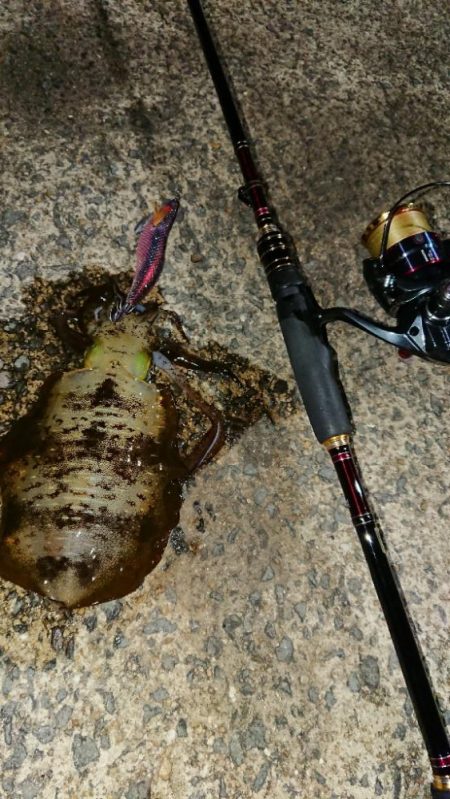 対馬エギング釣果