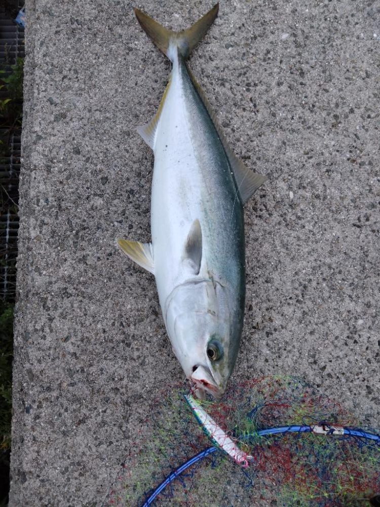 サワラが釣りたいけどメジロ!