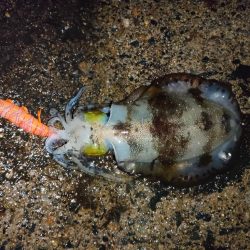 浜田港エギング