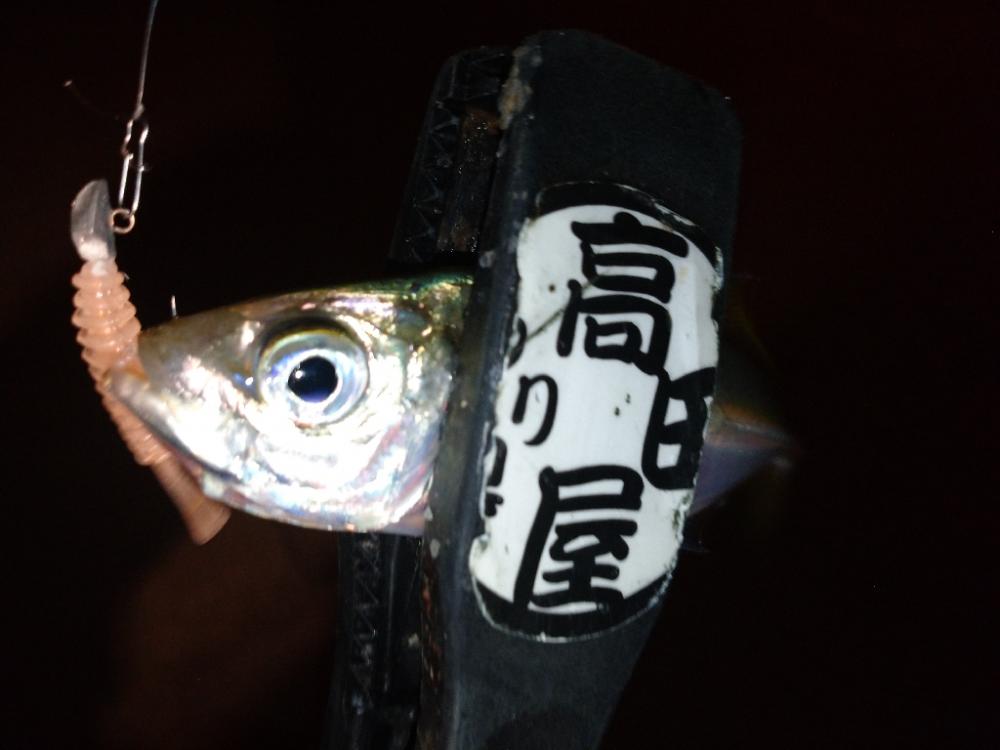 今夜も1時間限定アジング