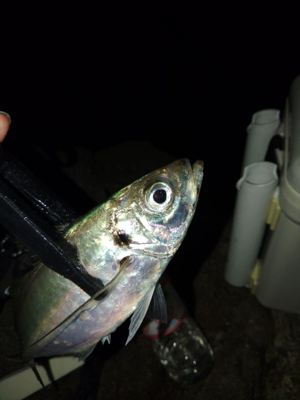 フロートゲーム