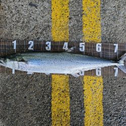 初ショアでΣ(´□｀;)