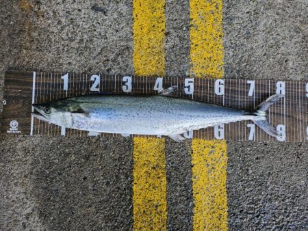 初ショアでΣ(´□｀;)